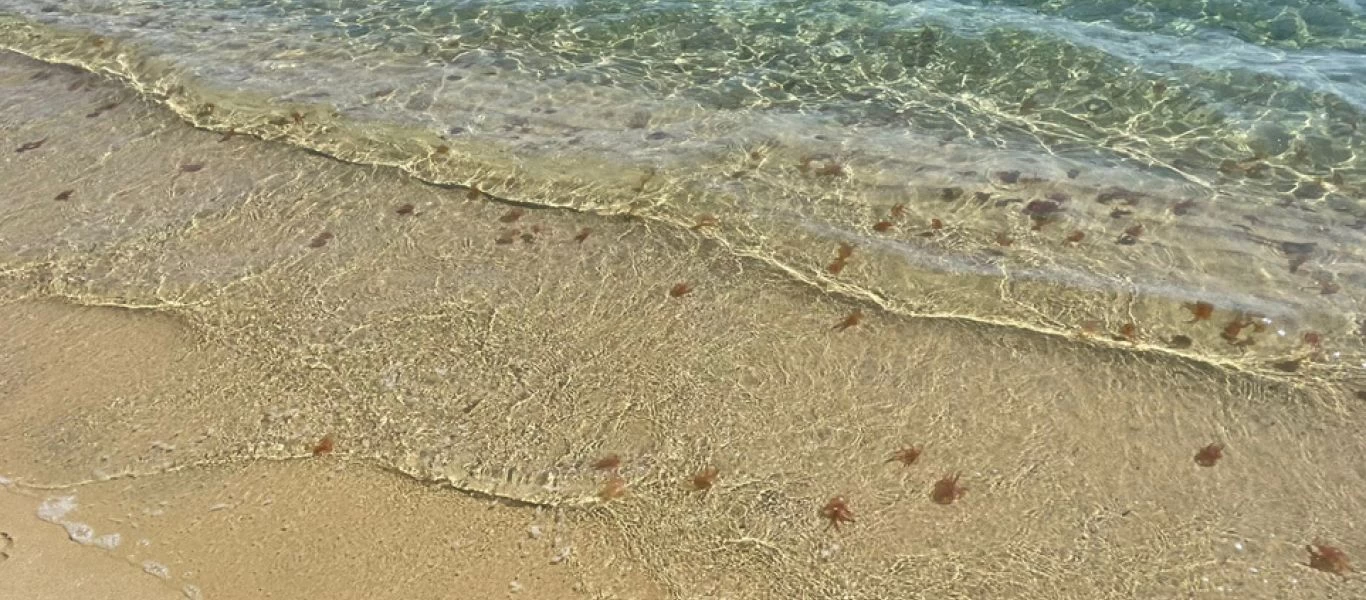 Χιλιάδες τσούχτρες γέμισαν τις παραλίες της Μυκόνου - Προβλήματα και σε άλλα νησιά των Κυκλάδων (φωτο)